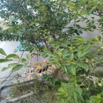 Satılır 3 otaqlı Həyət evi/villa, Lökbatan qəs., Gənclik Mall, Qaradağ rayonu 5