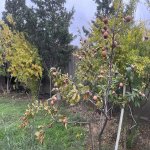 Kirayə (aylıq) 4 otaqlı Bağ evi, Fatmayi, Abşeron rayonu 9