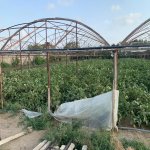 Satılır Torpaq, Türkan, Xəzər rayonu 18