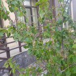 Satılır 5 otaqlı Bağ evi, Goradil, Abşeron rayonu 7