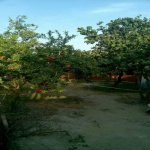 Продажа 3 комнат Дача, м. Короглу метро, пос. Сабунчу, Сабунчу район 12