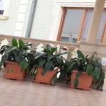 Satılır 7 otaqlı Həyət evi/villa, Saray, Abşeron rayonu 5