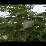 Satılır Torpaq Xaçmaz 6