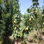 Kirayə (aylıq) 4 otaqlı Həyət evi/villa, Koroğlu metrosu, Zabrat qəs., Sabunçu rayonu 16