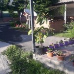 Kirayə (günlük) 3 otaqlı Həyət evi/villa Qəbələ 9