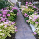 Продажа 6 комнатная Дома/Виллы, Новханы, Абшерон район 10