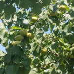 Продажа Участок Гянджа 3