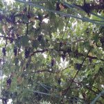 Kirayə (aylıq) 5 otaqlı Bağ evi, Maştağa qəs., Sabunçu rayonu 25