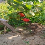 Продажа 5 комнатная Дома/Виллы, Гала, Хязяр район 12