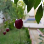 Kirayə (günlük) 3 otaqlı Bağ evi, Pirşağı qəs., Sabunçu rayonu 18