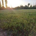 Satılır Torpaq Şəki 15