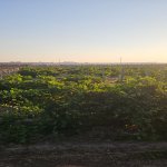 Satılır Torpaq, Novxanı, Abşeron rayonu 3