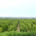 Продажа Объект Шабран 1