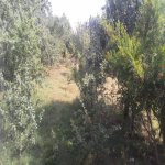 Kirayə (günlük) 3 otaqlı Həyət evi/villa İsmayıllı 7