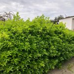 Kirayə (aylıq) 6 otaqlı Bağ evi, Mərdəkan, Xəzər rayonu 2