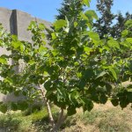 Kirayə (aylıq) 4 otaqlı Bağ evi, Fatmayi, Abşeron rayonu 39