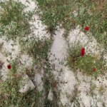 Satılır Torpaq, Koroğlu metrosu, Maştağa qəs., Sabunçu rayonu 4