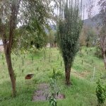 Kirayə (günlük) 2 otaqlı Həyət evi/villa Lənkəran 6