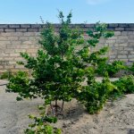 Satılır 3 otaqlı Həyət evi/villa, Novxanı, Abşeron rayonu 10