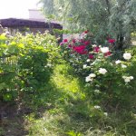 Kirayə (aylıq) 5 otaqlı Bağ evi, Pirşağı qəs., Sabunçu rayonu 8