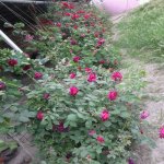Satılır 3 otaqlı Həyət evi/villa Xaçmaz 5