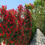 Kirayə (aylıq) 13 otaqlı Bağ evi, Mərdəkan, Xəzər rayonu 4