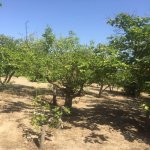 Satılır 5 otaqlı Bağ evi, Goradil, Abşeron rayonu 10
