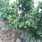 Satılır Torpaq Xaçmaz 14