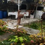 Kirayə (günlük) 3 otaqlı Həyət evi/villa Qax 36