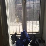 Satılır 8 otaqlı Həyət evi/villa, Qurd Qapısı, Səbail rayonu 12