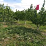 Satılır 3 otaqlı Həyət evi/villa Yevlax 12