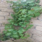 Продажа Участок, Мехеммедли, Абшерон район 6