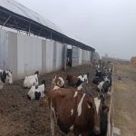 Satılır Obyekt Xaçmaz 5