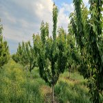 Продажа Участок Губа 7