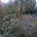 Satılır 3 otaqlı Həyət evi/villa Xaçmaz / Nabran 10