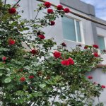Satılır 5 otaqlı Həyət evi/villa, Badamdar qəs., Səbail rayonu 1