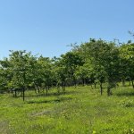 Продажа Участок Исмаиллы 1