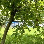 Kirayə (günlük) 2 otaqlı Həyət evi/villa Qəbələ 4