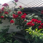 Satılır 3 otaqlı Həyət evi/villa, Buzovna, Xəzər rayonu 12