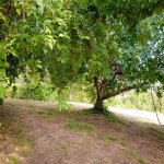 Satılır 3 otaqlı Həyət evi/villa İsmayıllı 7