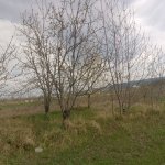 Satılır Torpaq Quba 16