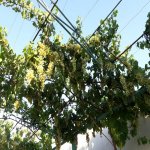 Kirayə (aylıq) 5 otaqlı Bağ evi, Maştağa qəs., Sabunçu rayonu 22