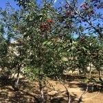 Satılır 7 otaqlı Həyət evi/villa, Saray, Abşeron rayonu 10