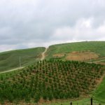 Satılır Obyekt Şamaxı 3