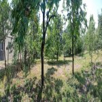 Kirayə (günlük) 3 otaqlı Bağ evi Quba 9