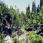 Kirayə (aylıq) 5 otaqlı Bağ evi, Novxanı, Abşeron rayonu 4