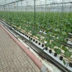 Satılır 16 otaqlı Xarici Əmlak 1