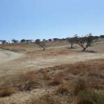 Satılır Torpaq, Saray, Abşeron rayonu 1