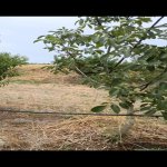 Satılır Torpaq Xaçmaz 12