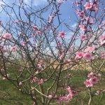 Satılır 5 otaqlı Həyət evi/villa Xaçmaz / Xudat 27